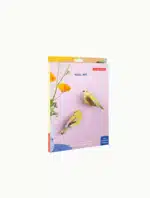 Citrinella Pair - Billede 2