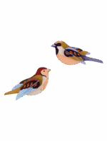 Sparrows