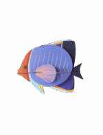 Butterflyfish
