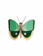 Fern Striped Butterfly