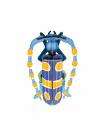 Rosalia Beetle