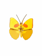 Yellow Butterfly